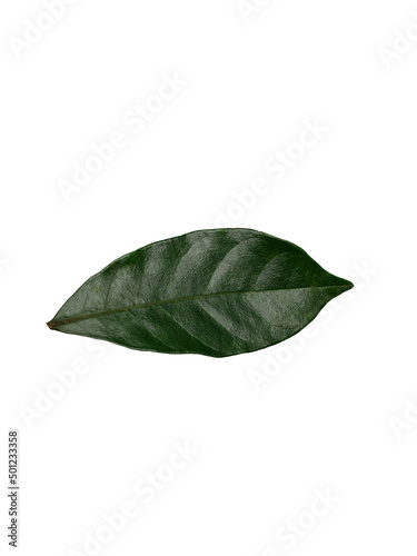 Folha do fruto do Cambuci de cor verde reflexiva