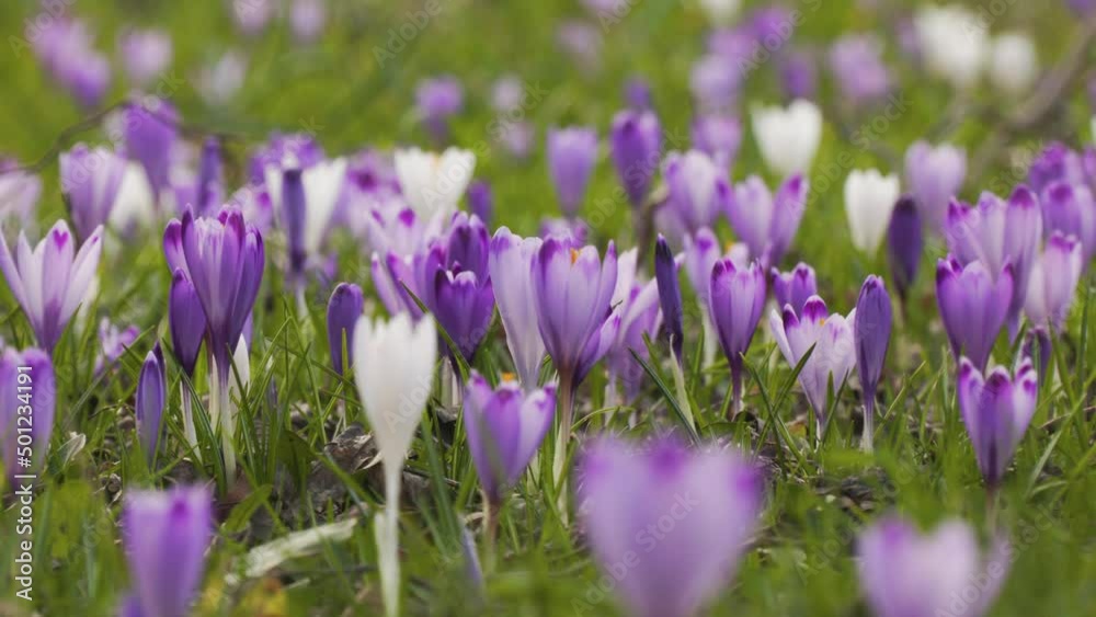 Wild Crocuses growing white and purple color bloom during early spring, crocus flowers seasonal plants in the family Iridaceae (iris family), species of perennials growing from corms. zoom out shot Wild Crocuses growing white and purple color bloom during early spring, crocus flowers seasonal plants in the family Iridaceae (iris family), species of perennials growing from corms. zoom out shot