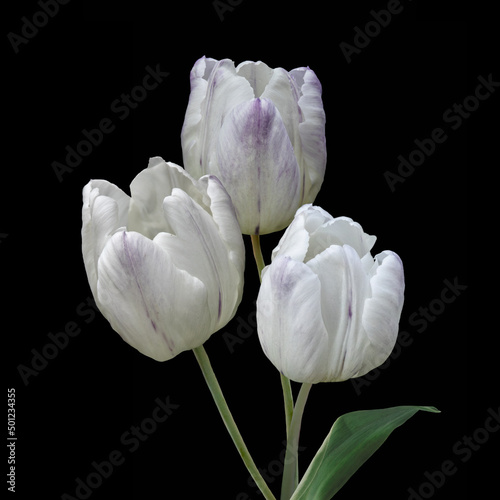 White big dutch tulip flowers. Isolated on black background.