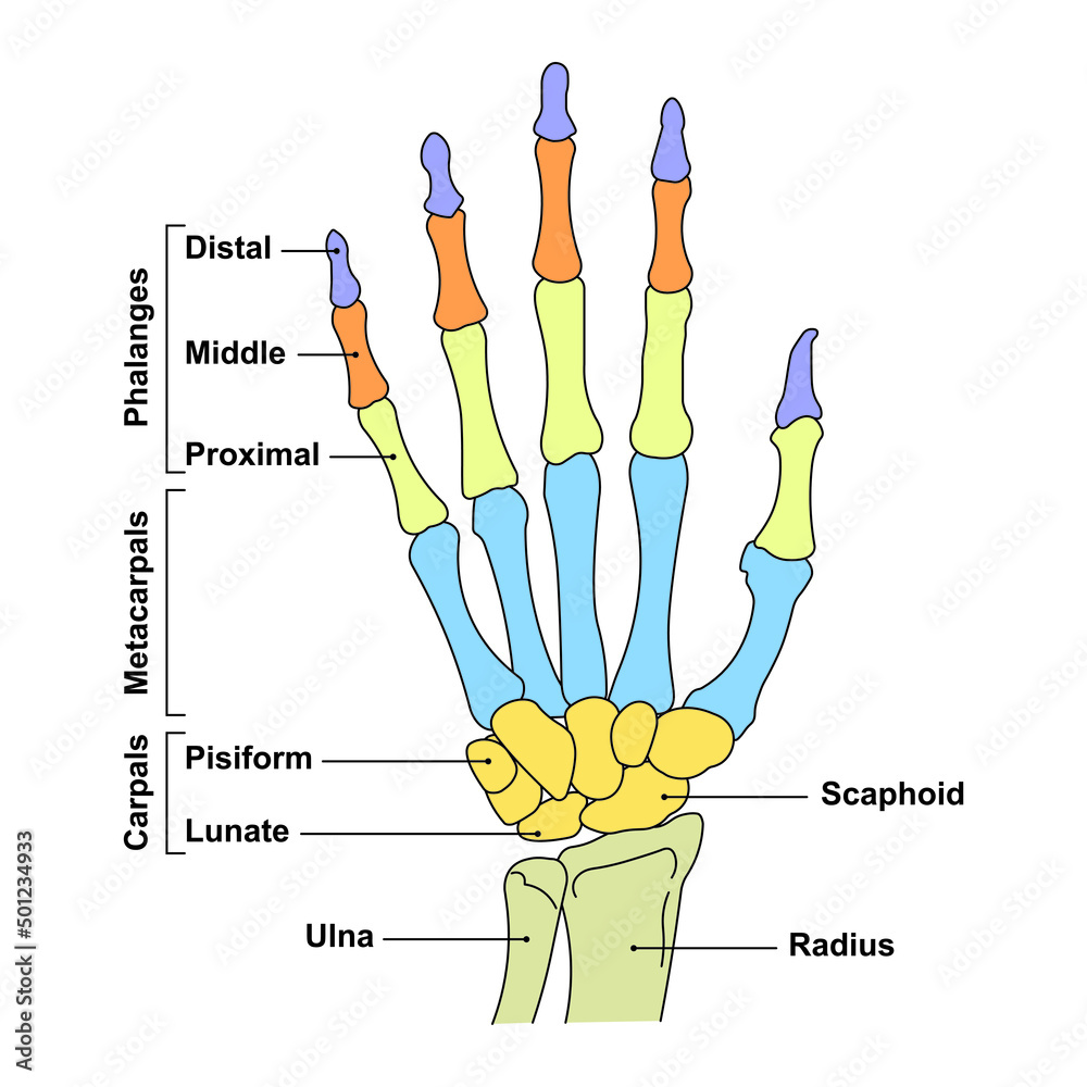 Scientific Designing of Hand Anatomy. Bones And Joints of The Hand And ...