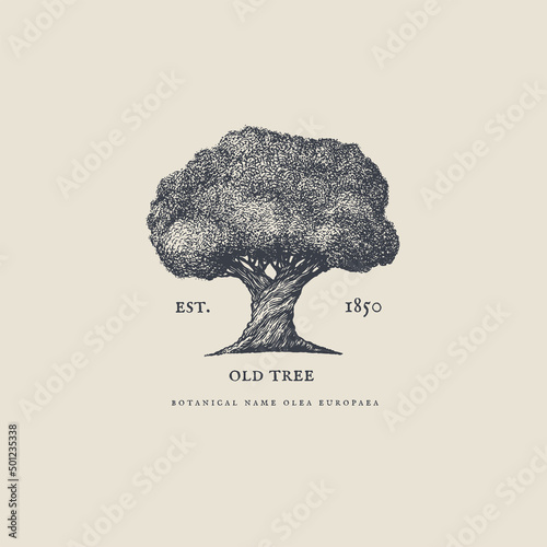 Old tree in engraving style. Hand-drawn long standing tree. Template for design postcard, logo, label. Vintage illustration on a light isolated background.