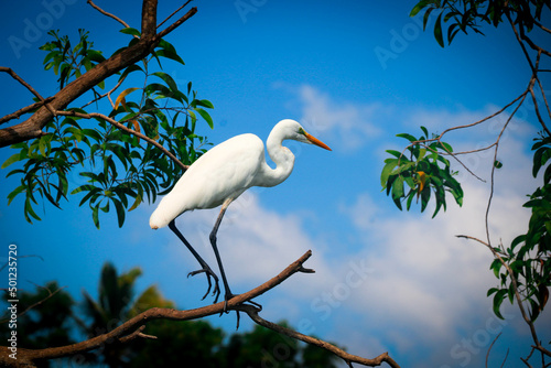 A Closeup shot of a pretty great egret - white heron in Poovar Backwater, Kerala, India photo