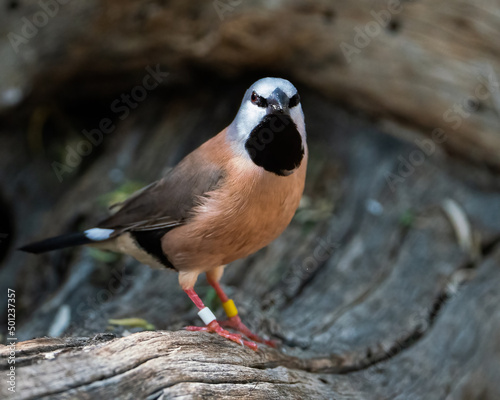 Black-throated Finch photo
