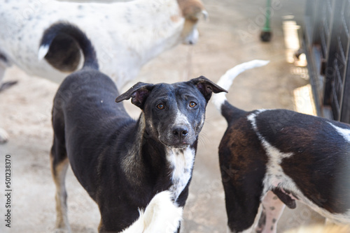 Stray dog, The concept of stray dogs, a shelter for animals