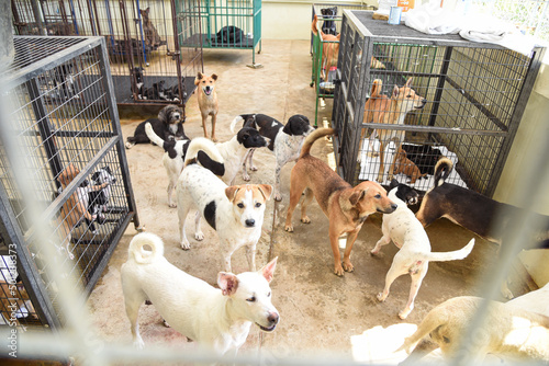 Stray dog, A lot of stray dogs in the shelter.