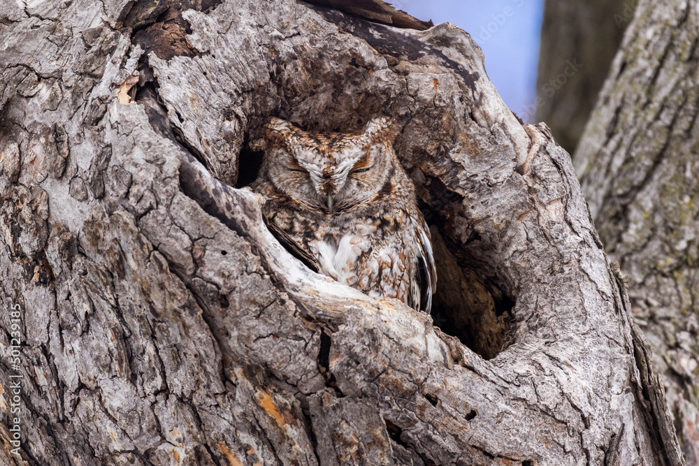 Obraz premium eastern screech owl (Megascops asio) 