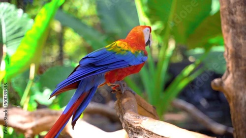colorful macaws scenes in brazil