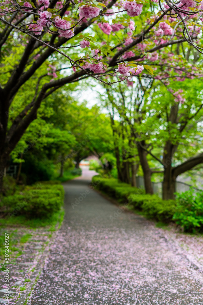 牡丹桜