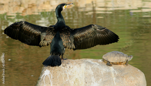 A Cormorant Drying its Wings near a Turle