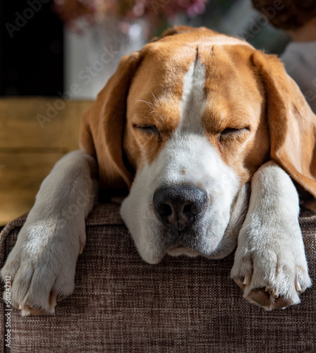 beagle dog sleeping