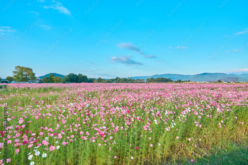 Cosmos Flower Field at Fujiwara Palace Ruin（藤原宮のコスモス畑）