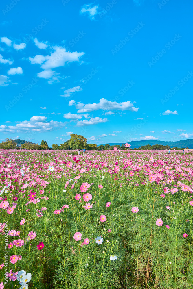 Cosmos Flower Field at Fujiwara Palace Ruin(藤原宮のコスモス畑) Cosmos Flower Field at Fujiwara Palace Ruin(藤原宮のコスモス畑)