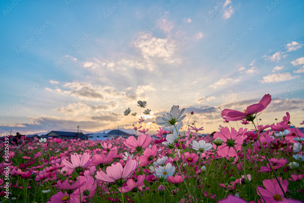 Obraz premium Cosmos Flower Field at Fujiwara Palace Ruin（藤原宮のコスモス畑）