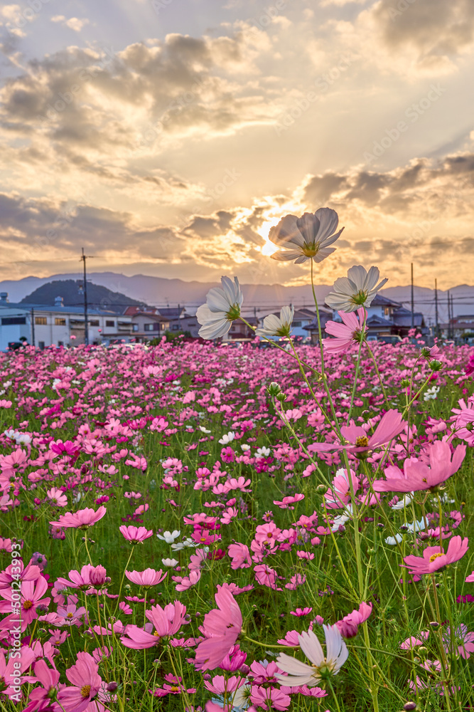 Cosmos Flower Field at Fujiwara Palace Ruin(藤原宮のコスモス畑) Cosmos Flower Field at Fujiwara Palace Ruin(藤原宮のコスモス畑)