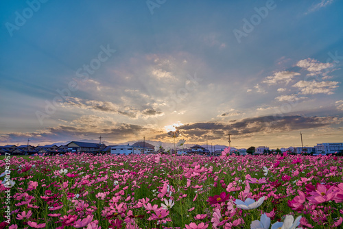 Cosmos Flower Field at Fujiwara Palace Ruin（藤原宮のコスモス畑）