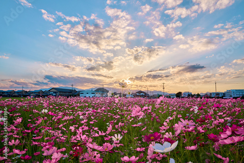 Cosmos Flower Field at Fujiwara Palace Ruin（藤原宮のコスモス畑）
