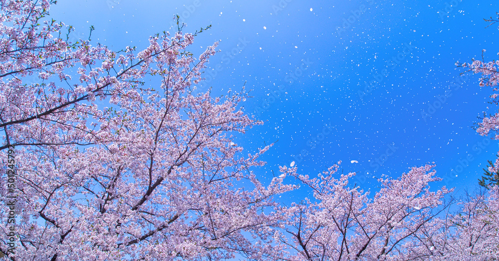桜吹雪 / Shower Of Cherry Blossom