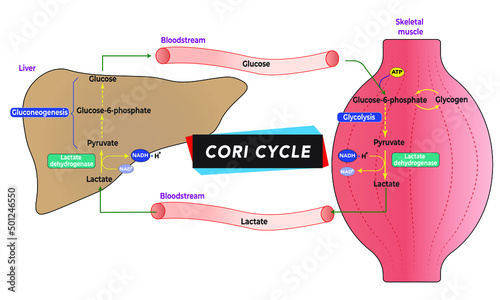 Foto Cori Cycle [lactic acid recycling]