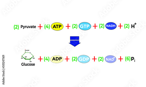 Overall equation of gluconeogenesis