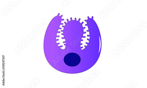 Parietal cell