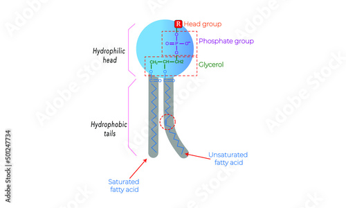 Phospholipid structure