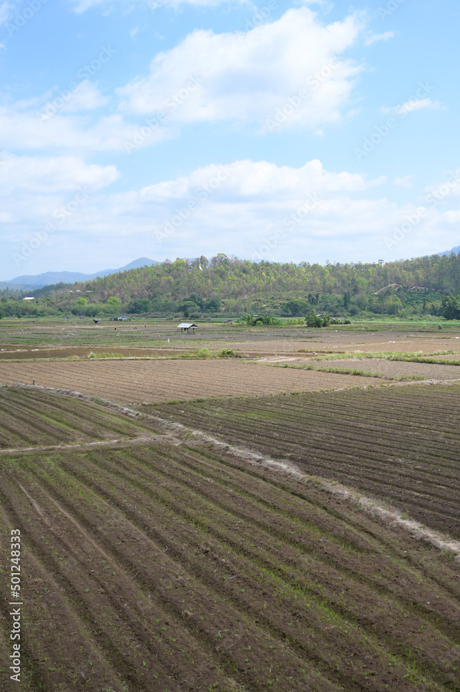 landscape of agriculture with blue sky