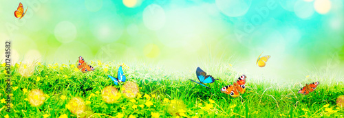 Beautiful nature view of butterfly on blurred background in garden.