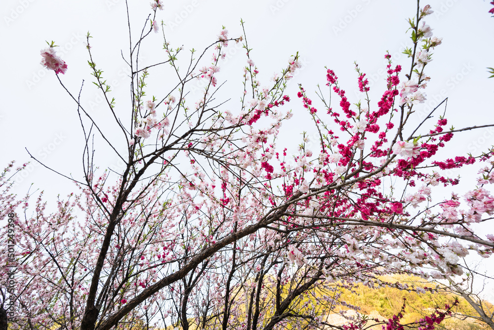 日本一の桃源郷阿智村 昼神温泉郷阿知川沿いの花桃 日本一の桃源郷阿智村 昼神温泉郷阿知川沿いの花桃