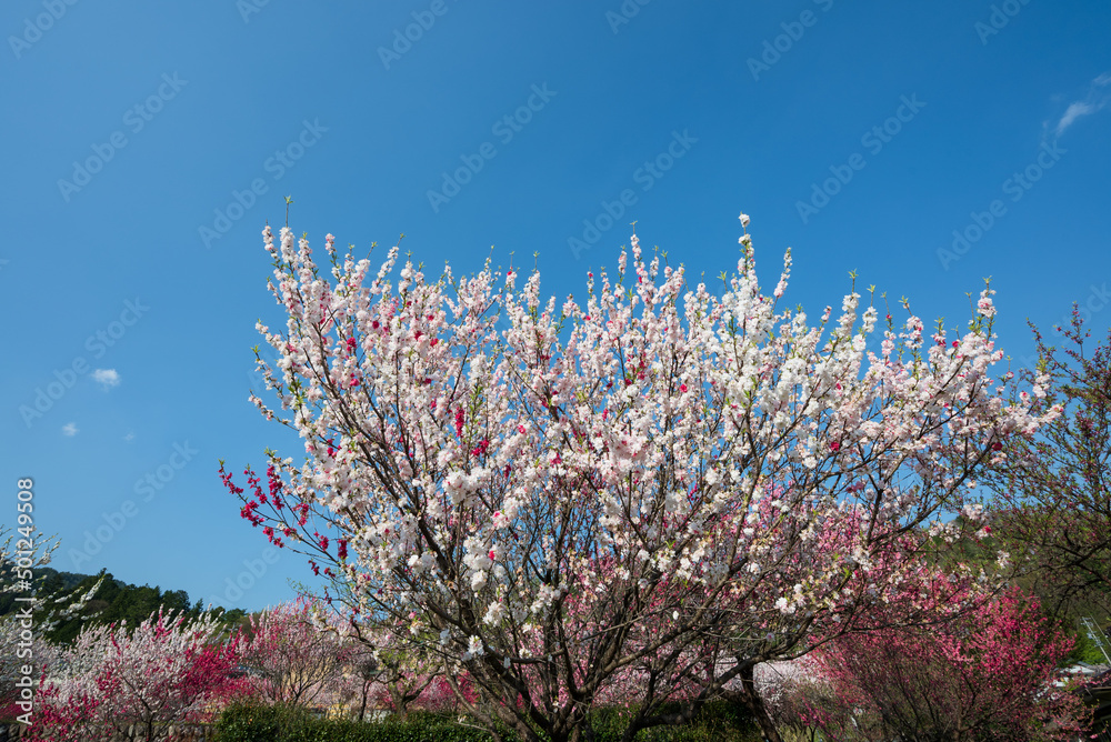 日本一の桃源郷阿智村 昼神温泉郷朝市広場付近の満開の花桃 日本一の桃源郷阿智村 昼神温泉郷朝市広場付近の満開の花桃