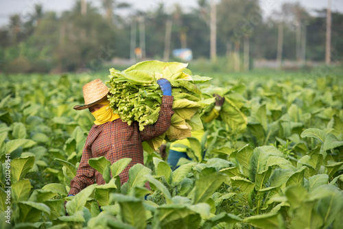 Photography agriculture holding tobacco leaves in the harvest season Farmer collecting tobacco leaves Farmers grow tobacco in tobacco plantations