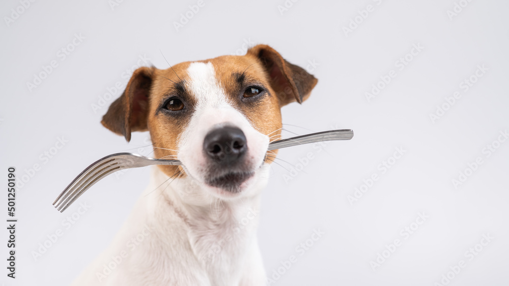 Close-up portrait of a dog Jack Russell Terrier holding a fork in his mouth on a white background. Copy space. 