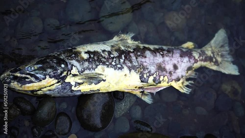 dead fish (salmon) in water spawned out  Wilson river Oregon photo