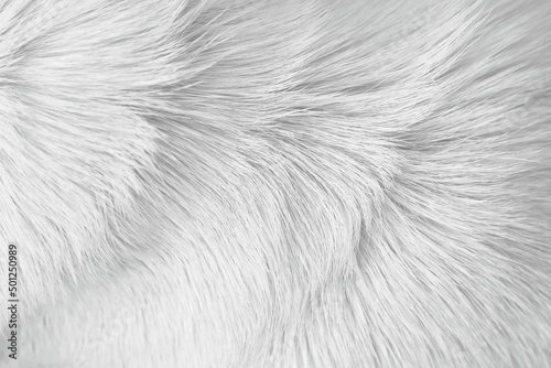 Texture fur dog with white grey patterns , animal hair background
