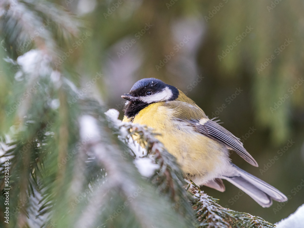 Obraz premium Cute bird Great tit, songbird sitting on the fir branch with snow in winter