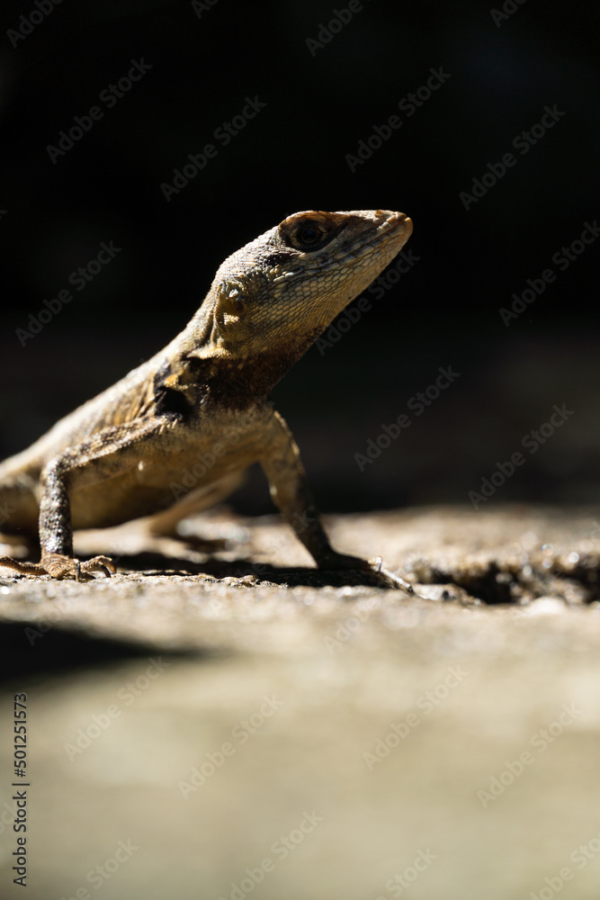 Beautiful Calango lizard free in nature in the park in Rio de Janeiro, Brazil. Selective focus Beautiful Calango lizard free in nature in the park in Rio de Janeiro, Brazil. Selective focus