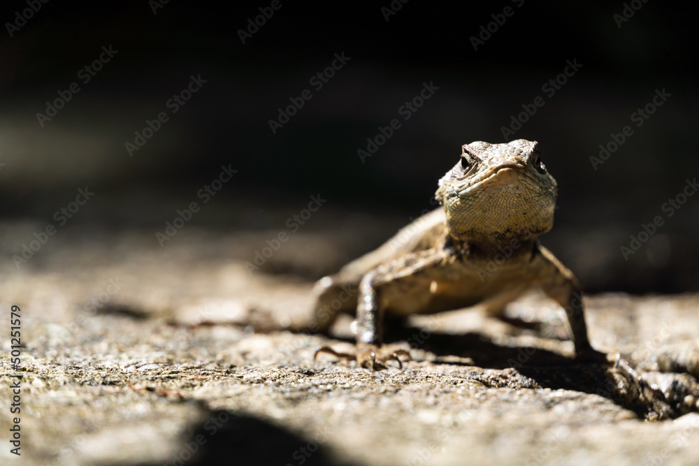 Beautiful Calango lizard free in nature in the park in Rio de Janeiro, Brazil. Selective focus Beautiful Calango lizard free in nature in the park in Rio de Janeiro, Brazil. Selective focus