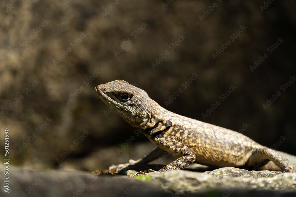Beautiful Calango lizard free in nature in the park in Rio de Janeiro, Brazil. Selective focus Beautiful Calango lizard free in nature in the park in Rio de Janeiro, Brazil. Selective focus