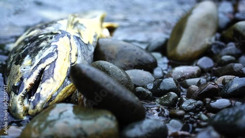 dead fish (salmon) in water spawned out Wilson river Oregon photo