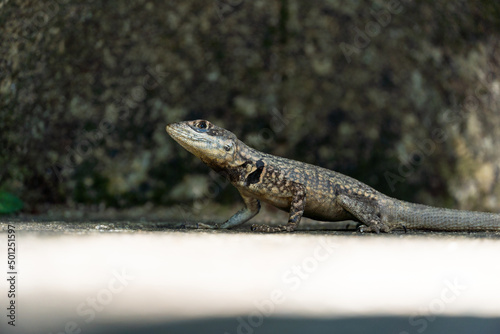 Beautiful Calango lizard free in nature in the park in Rio de Janeiro, Brazil. Selective focus