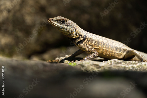 Beautiful Calango lizard free in nature in the park in Rio de Janeiro  Brazil. Selective focus