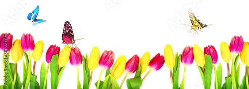 Beautiful tulips and butterflies. Spring nature background for web banner