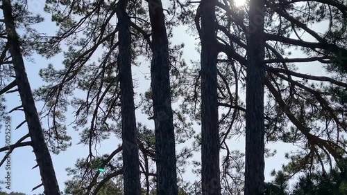 group of quintuple pine trees growing together photo