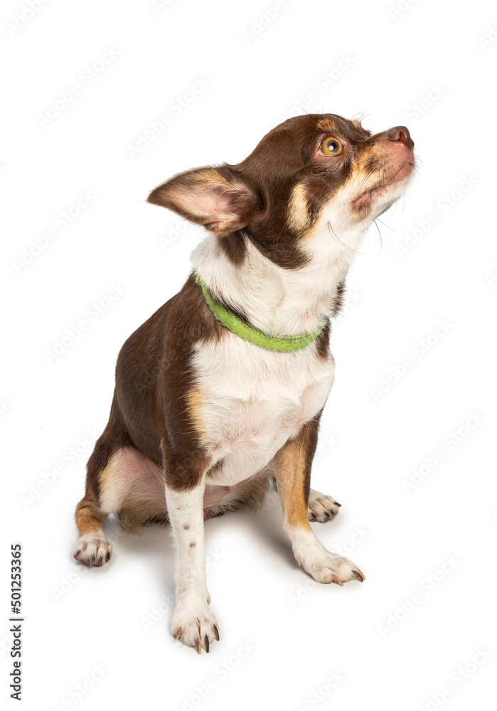 Cute Chihuahua dog on White Background, Brown Chihuahua dog isolated on white background With clipping path. 
