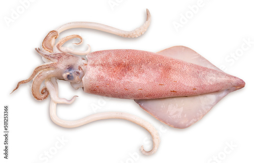 Print op canvas Fresh squid isolated on white background, Squid isolated on white with clipping path