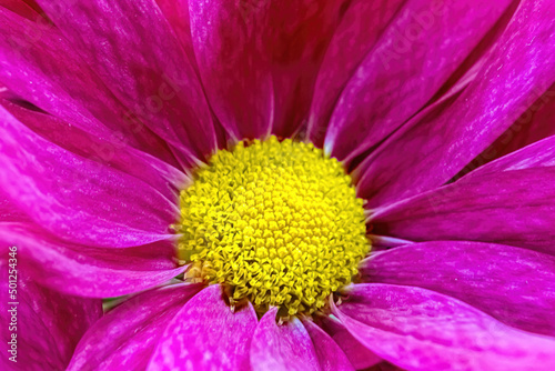 Pink daisy lights up the photo