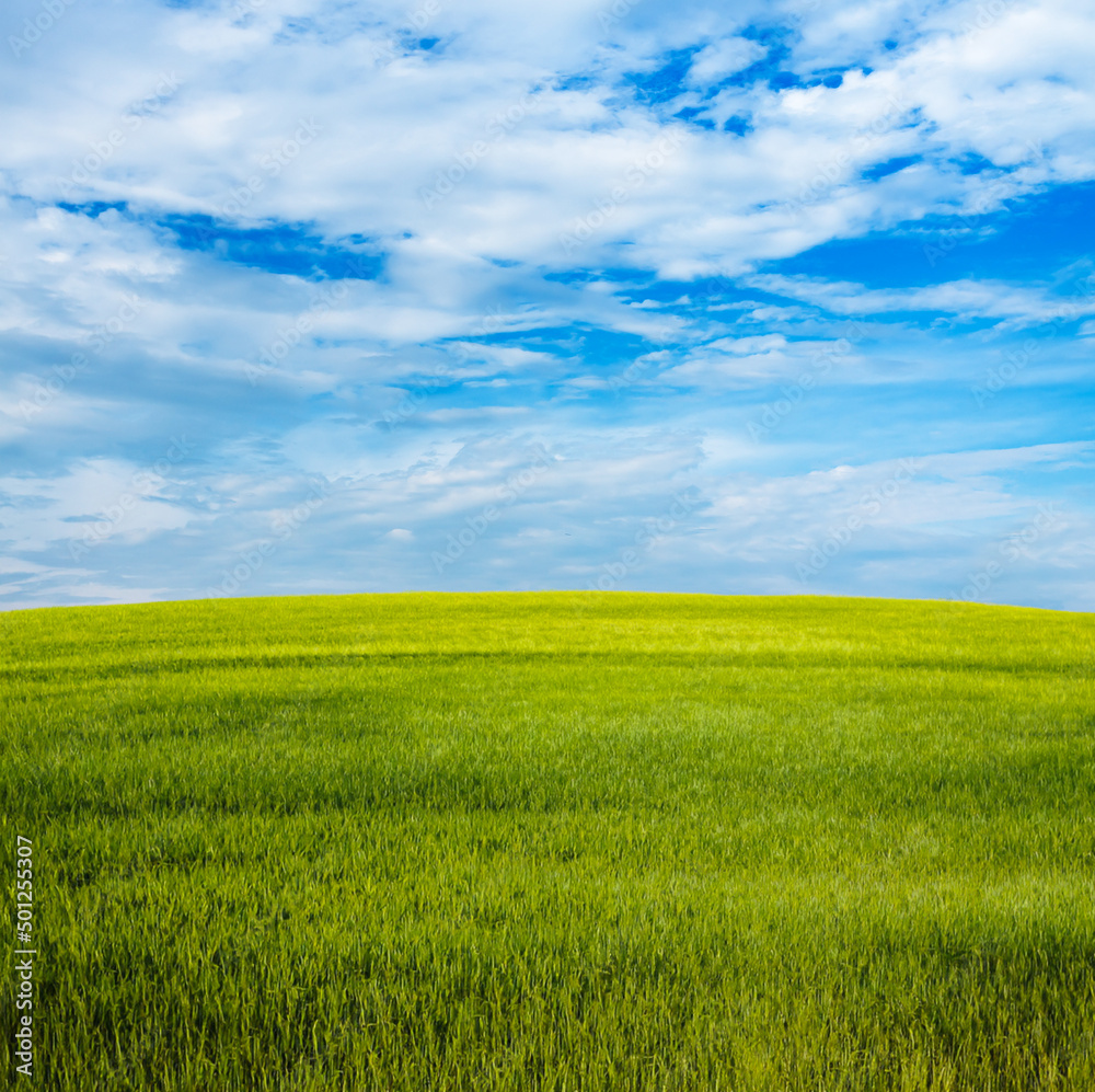 beautiful summer fields