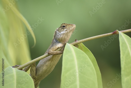 The chameleon on the branch scales on the skin A brown chameleon looks and rests on a tree. Wild lizard sitting in the forest with blurred background
