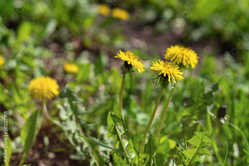 Yellow blooming spring dandelions on a background of green grass  © klio_l