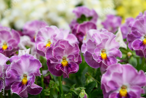 花壇に咲いた紫色のビオラ