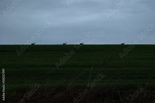 Flock of roe deer in silhouette walking at sunset skyline